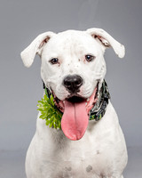 Foster Molly-3703