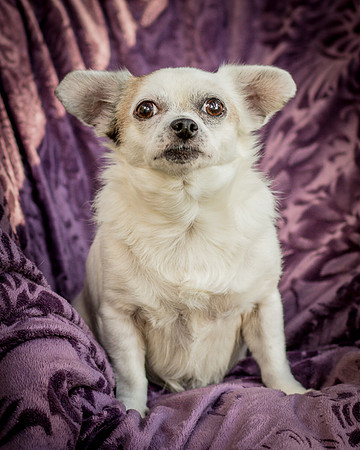 Foster Petey-9940