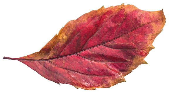 Leaf_20