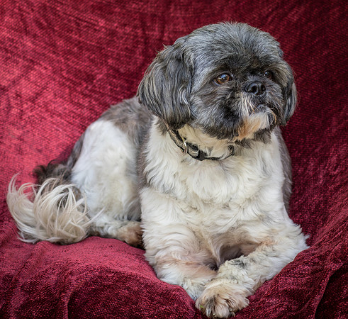 Foster Misha-8460