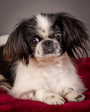 Foster Gypsy Rose-7767