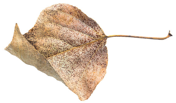 Leaf_14