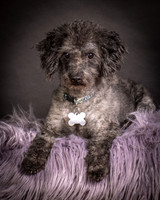 Foster Mokey-1318
