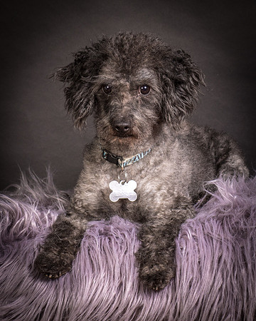 Foster Mokey-1318