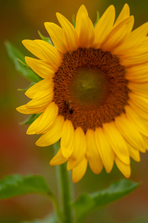 sunflowers-8338