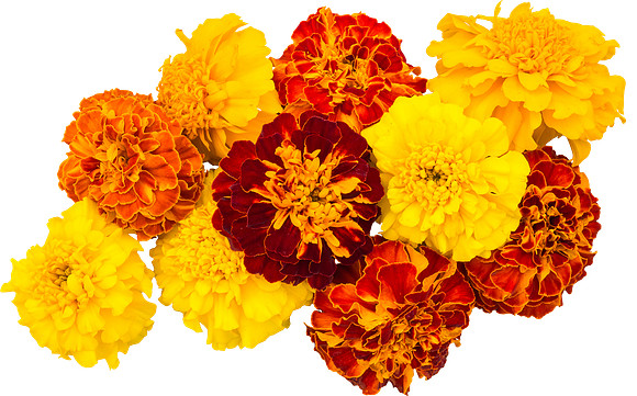Flower_21