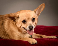 Foster Dobby-8215