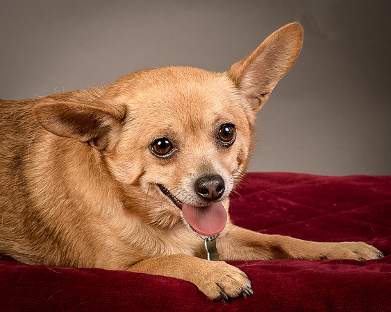 Foster Dobby-8215