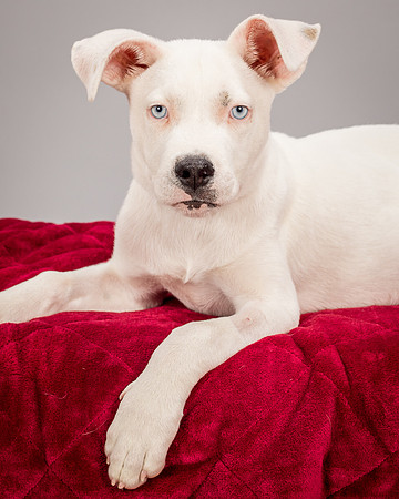 Foster Alvin-4800