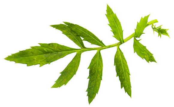 Flower_Leaf_2