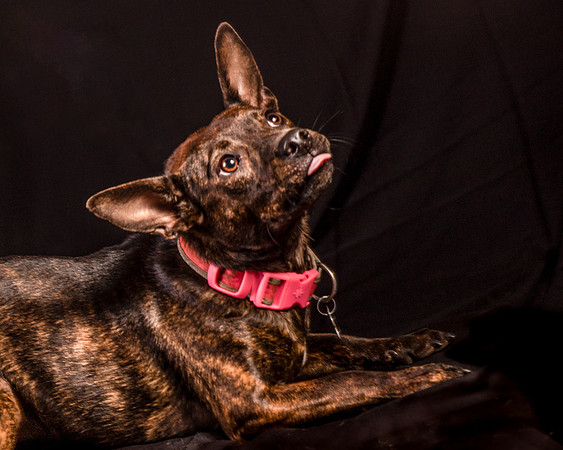 Foster Gretel-1133