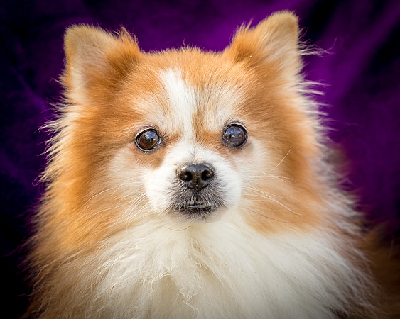 Foster Kermit-8916