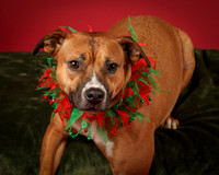 Lilly-3456
