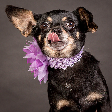Foster Pansy-9302