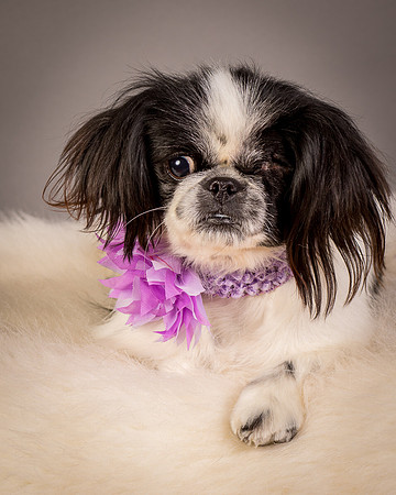 Foster Gypsy Rose-7969