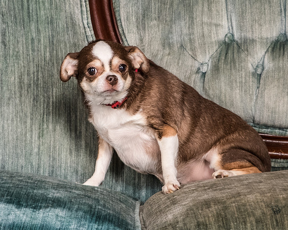 Foster Sophie-5243