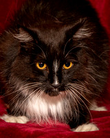 Foster Hershey-9483