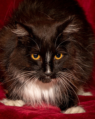 Foster Hershey-9483