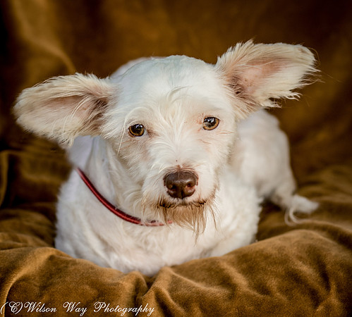 Foster Bambi-3916