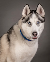 Foster Aspen-7591