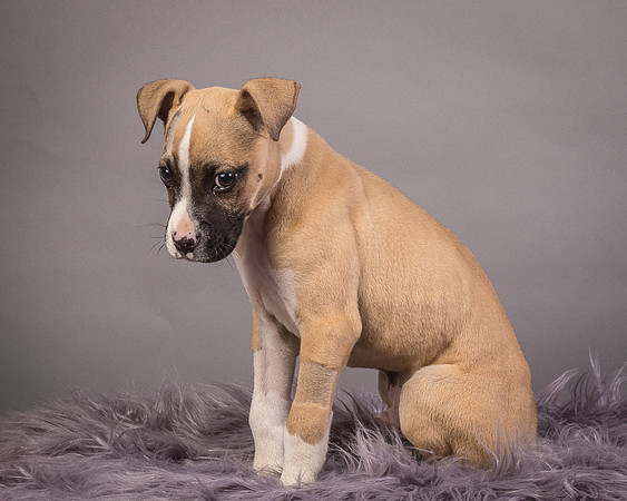 Foster Barnabas-4491