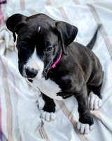 Foster Lola-9864