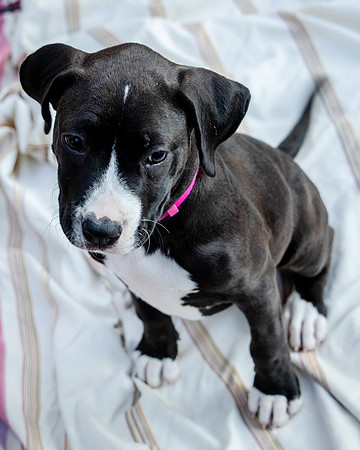 Foster Lola-9864