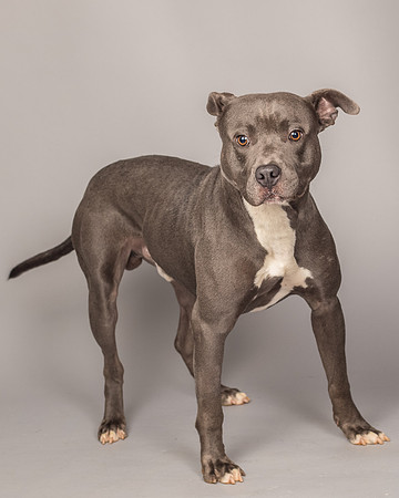 Foster Cobalt-2310