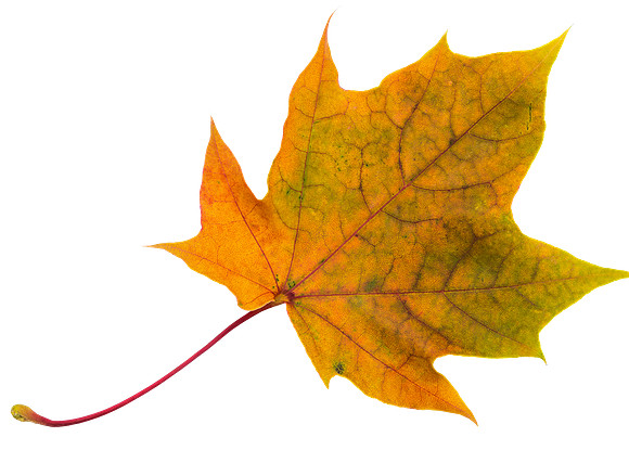 Leaf_41
