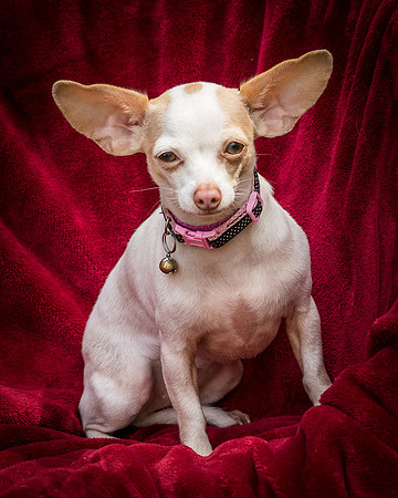 Foster Mrs C-8078