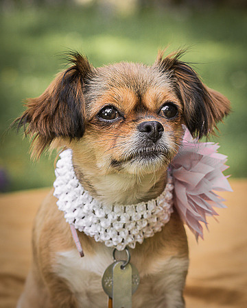 Foster Missy-0591