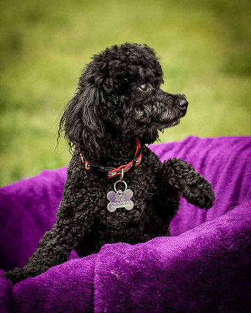 Foster Mindy-7352
