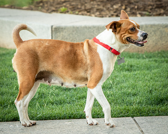 Foster Posie-9727