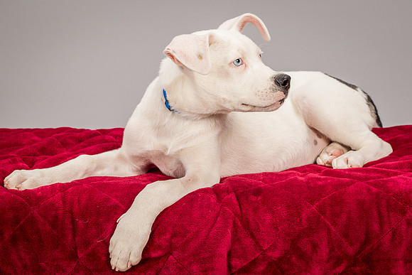 Foster Alvin-4803