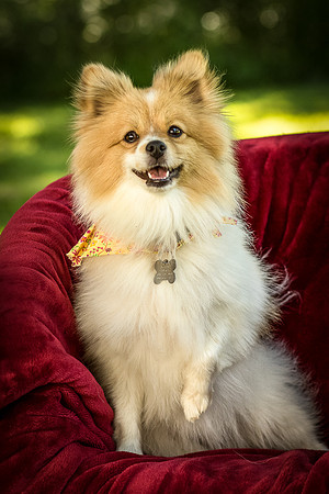 Foster Sydney-7480