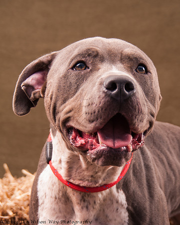 Foster Lexi-7006