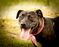 Darlington - Rosie-8920
