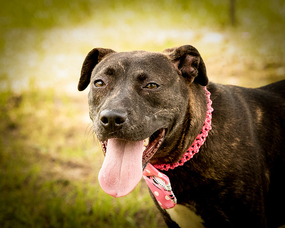 Darlington - Rosie-8920