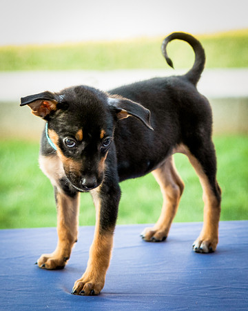 Foster Shea-0132