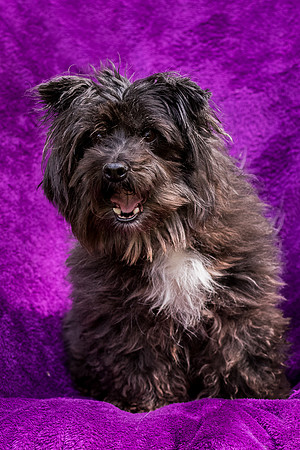 Foster Sammy-8332