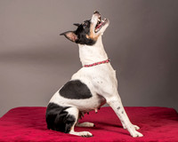 Foster Pollyanna-3831