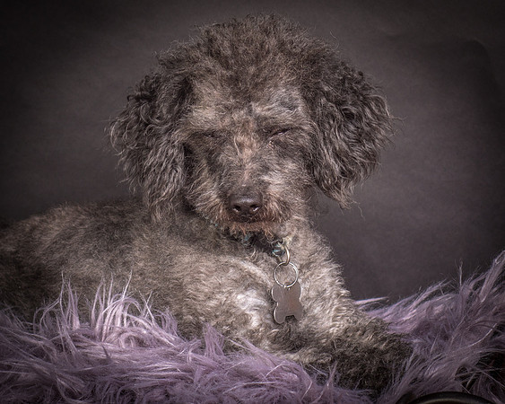 Foster Mokey-1375