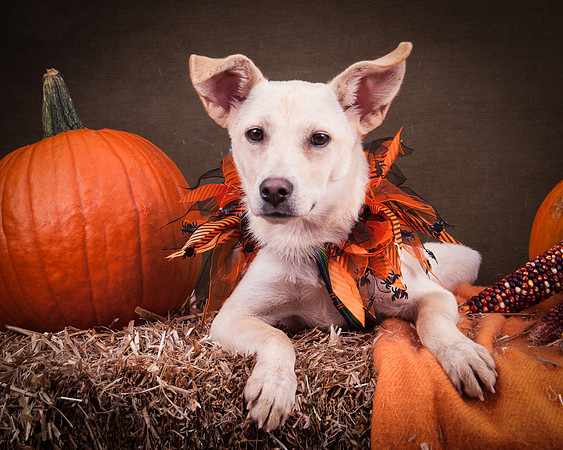 Foster Trouble-7609