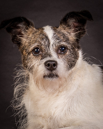Foster Sinclair-9791