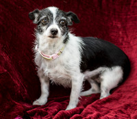 Foster Olive-7701