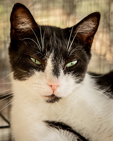 Darlington  Cats-9461