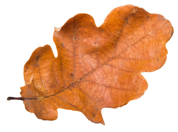 Leaf_34