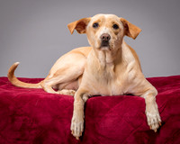 Foster June-3484