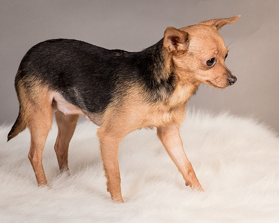 Foster Pixie-3454