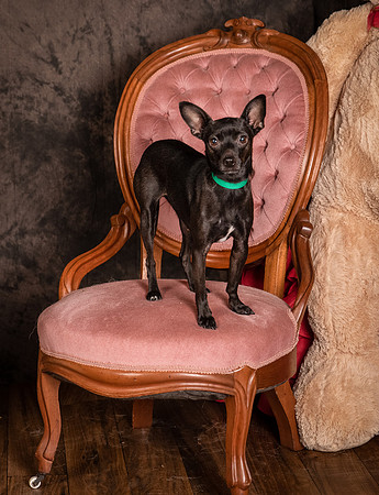 Foster Elvira-0157